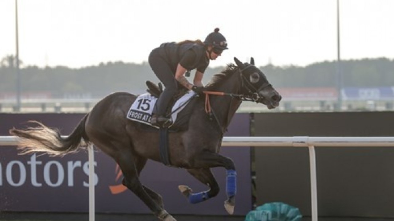 Preview - 2024 Al Quoz Sprint: Star Of Mystery Aims To Make ... Image 2