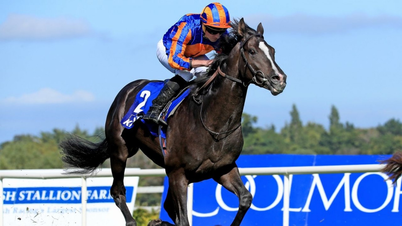 Aidan O'Brien Aims For Tattersalls Gold Cup Victory With ... Image 2