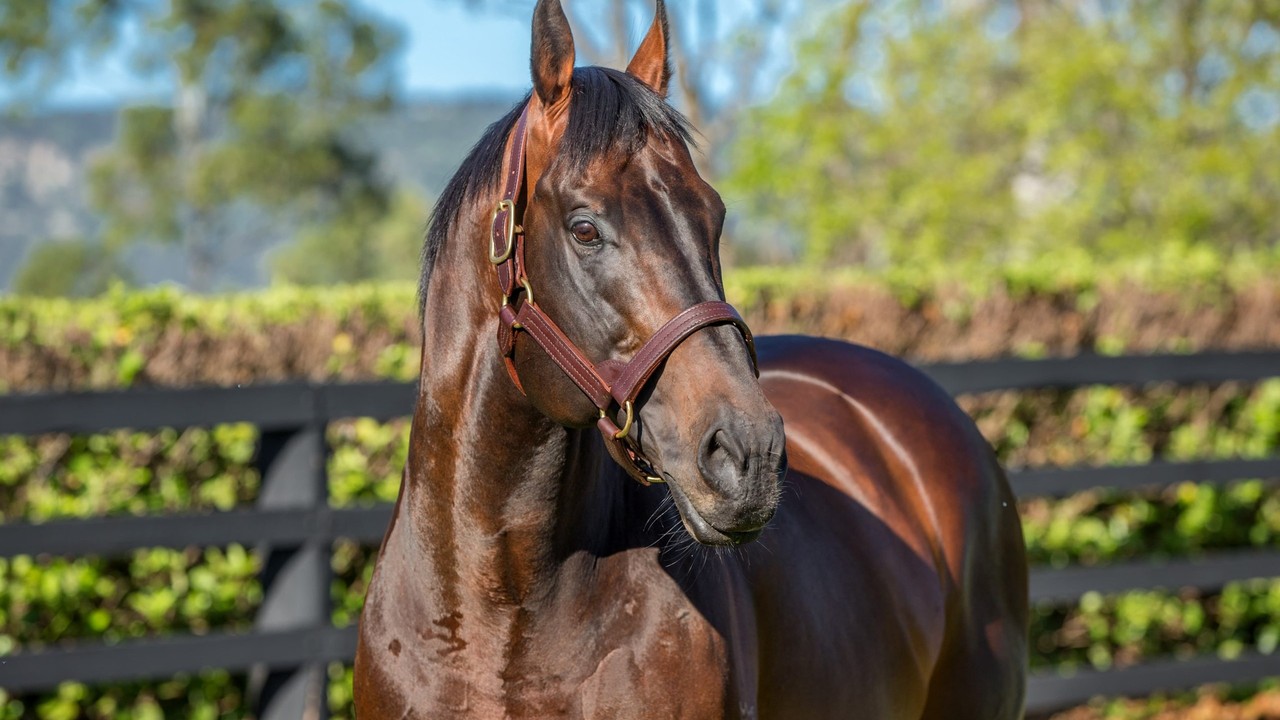 Vinery Stud Welcomes Hawaii Five Oh, A Promising Stallion Image 2