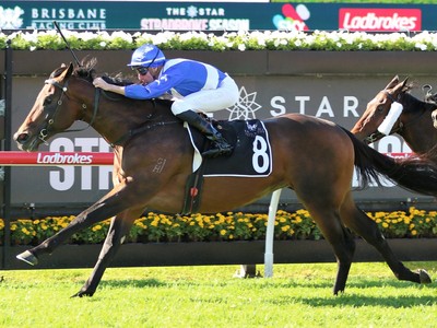 Vinery Stud Welcomes Hawaii Five Oh, A Promising Stallion Image 1