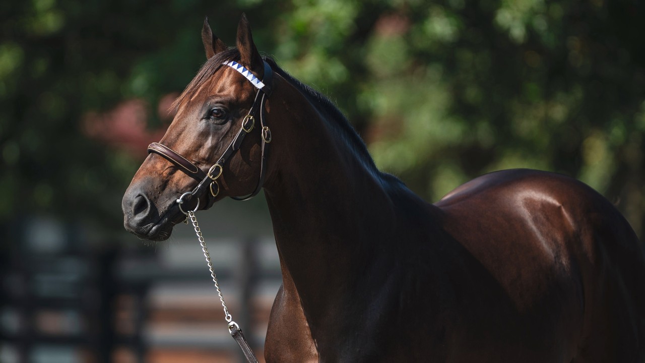 OBS Spring Sale Sets New Price Records Image 2