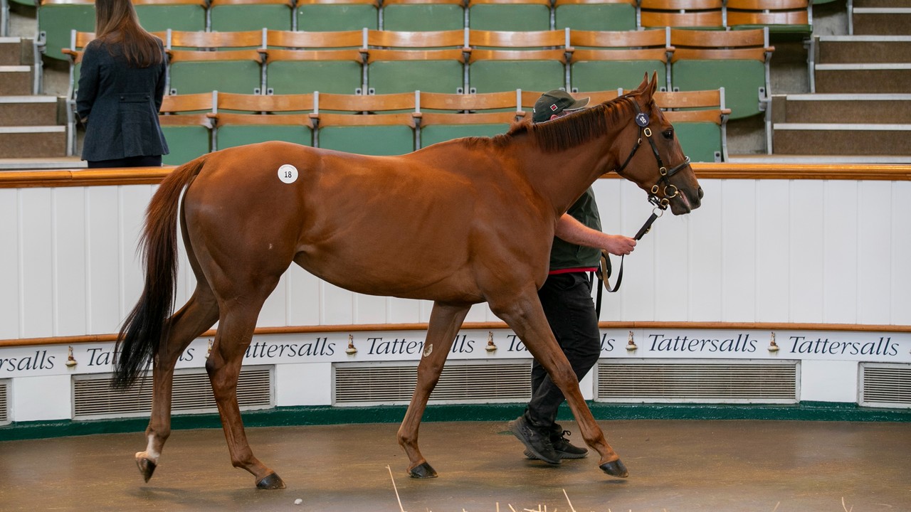Variable Outcomes At Tattersalls Guineas Sale Image 1