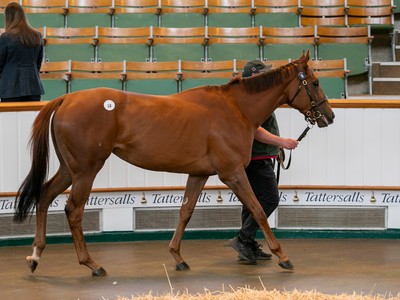 Variable Outcomes At Tattersalls Guineas Sale Image 1