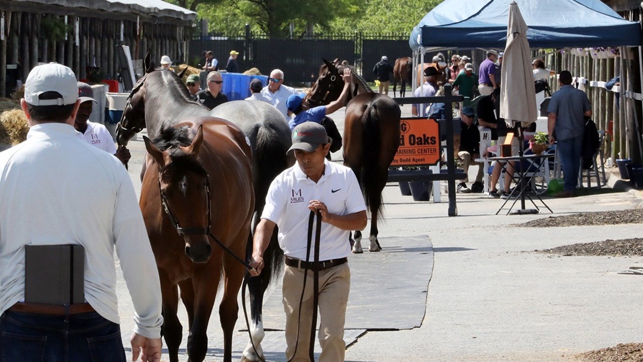 Jesse Ullery On Unbridled Anticipation For Fasig-Tipton's ... Image 1