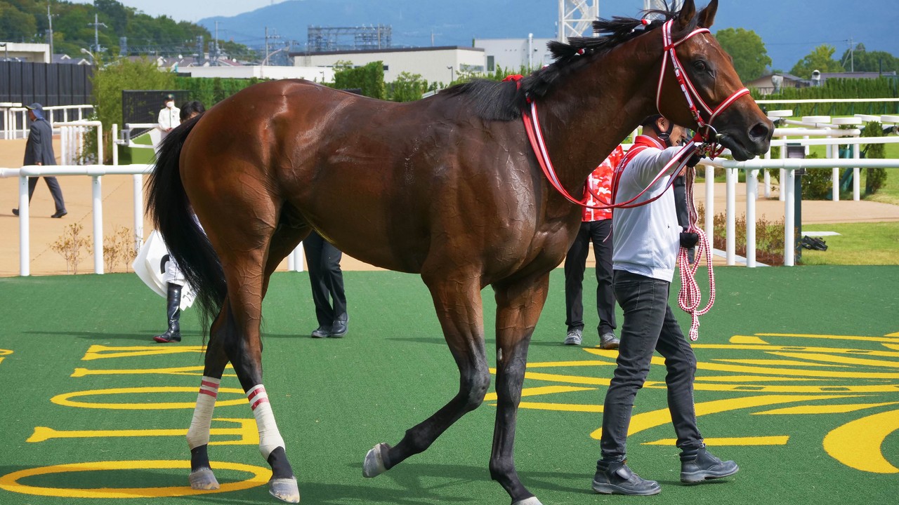 Forever Young Eyes Breeders' Cup Classic After Kentucky ... Image 1