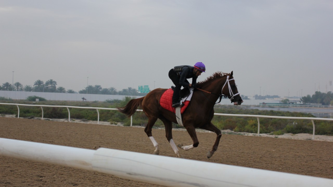 Maktoum Challenge Star Set to Make a Splash in the US with ... Image 1