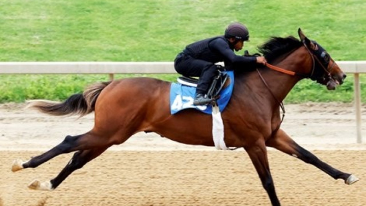 Sales Notebook: Maclean's Music Colt Headed to Saudi Arabia Image 1