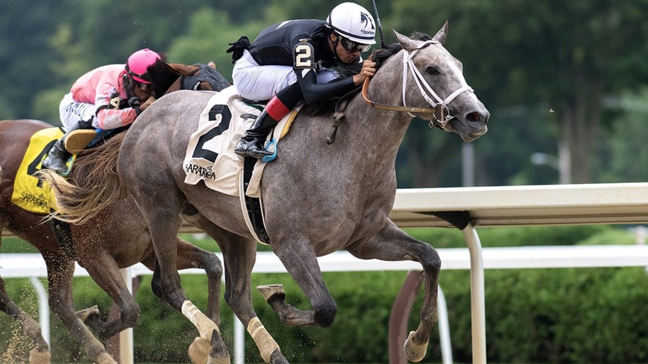 Seize the Grey: From Humble Beginnings to Preakness Glory Image 1