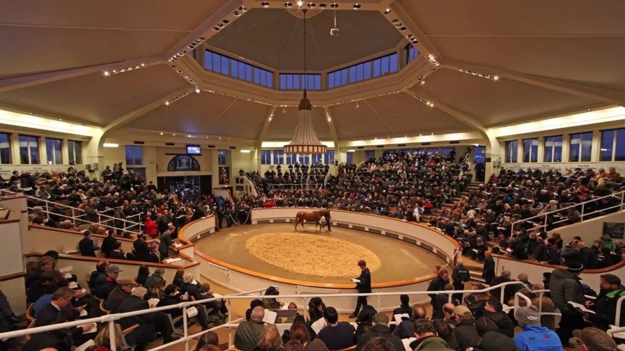 Tattersalls Ireland Breeze-Up Sale Achieves Record-Breaking ... Image 1