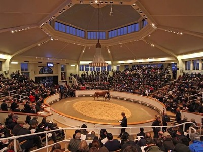 Tattersalls Ireland Breeze-Up Sale Achieves Record-Breaking ... Image 1