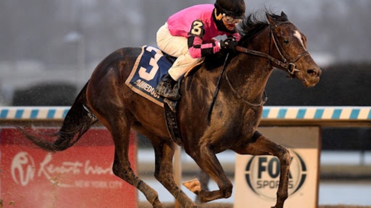 The Wine Steward Being Considered For Belmont Stakes And ... Image 1