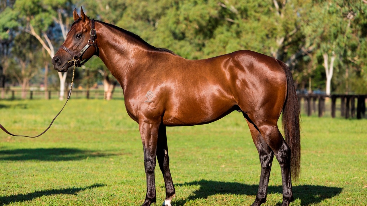 Rare Opportunity: Share in Champion Sire Zoustar Up for ... Image 1