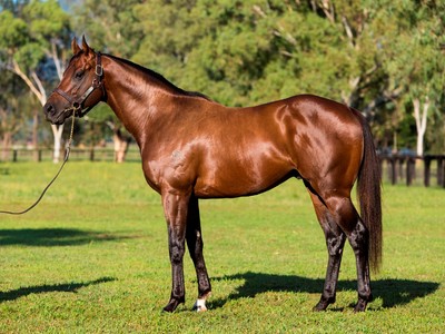 Rare Opportunity: Share in Champion Sire Zoustar Up for ... Image 1