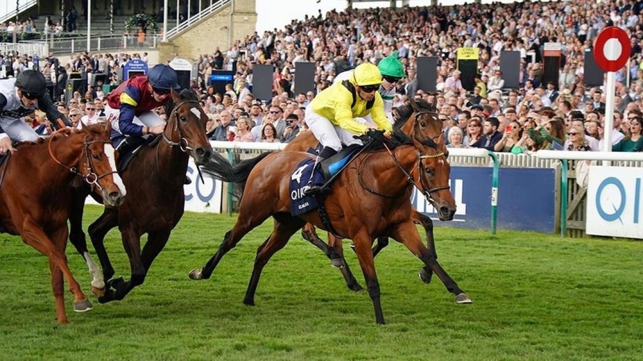 Goodwood in Sight: Elmalka's Connections Eye the Nassau ... Image 1