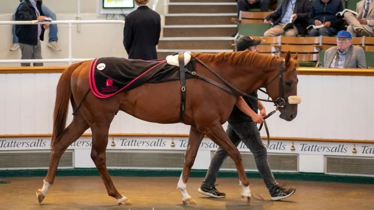 Tattersalls July Sale Draws International Attention: ... Image 1