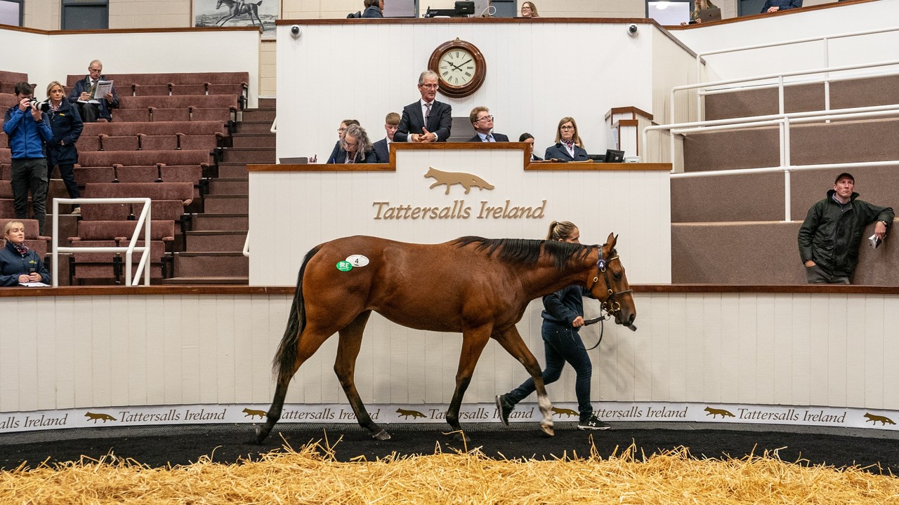 September Yearling Sale Set to Shine with Record Catalogues ... Image 1