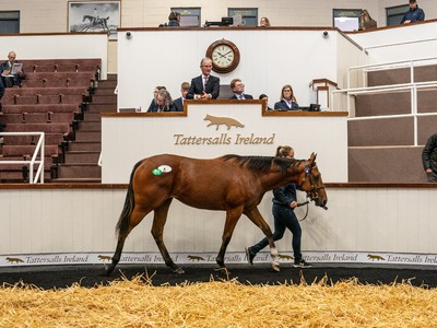 September Yearling Sale Set to Shine with Record Catalogues ... Image 1