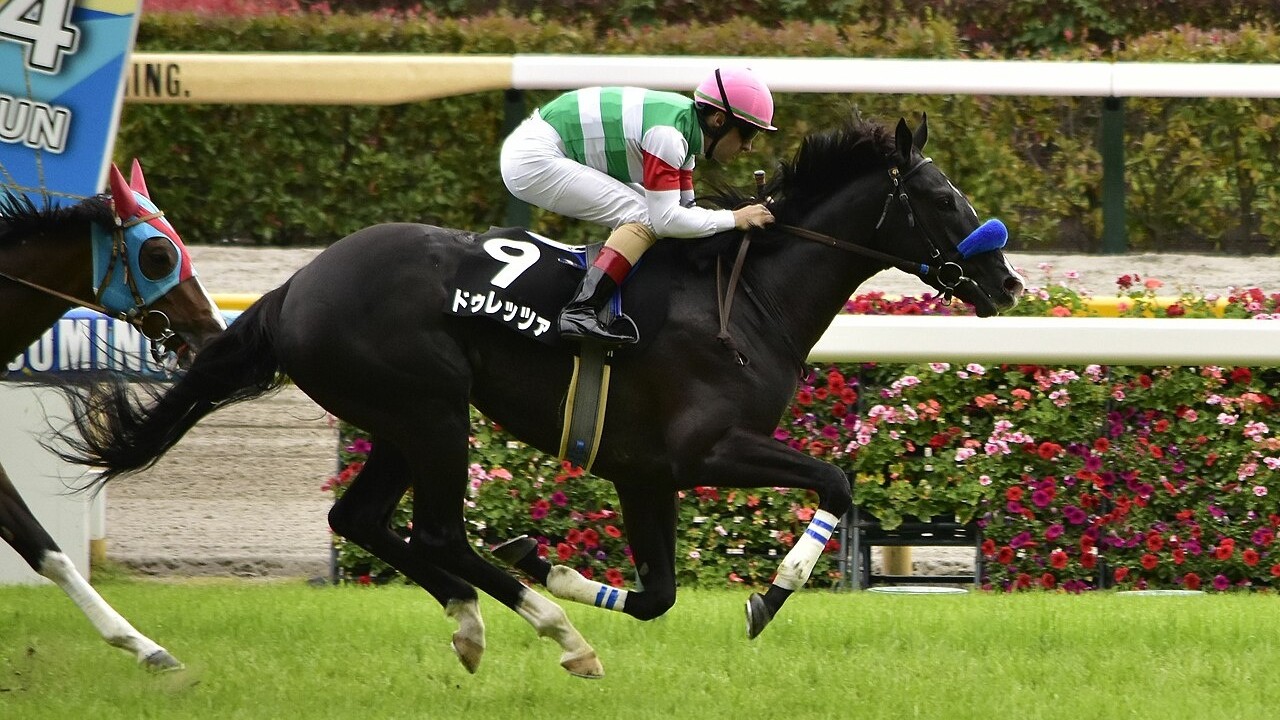 Japanese Raider Durezza Eyes Juddmonte Glory Image 1