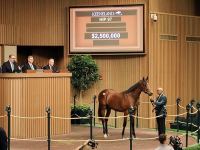 North American Foal Crop Now Majority Commercial Image 1