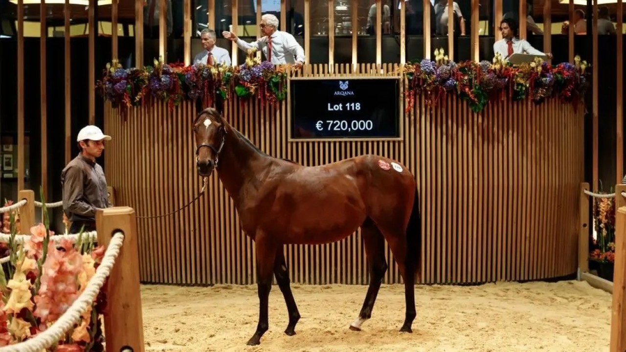 Arqana August Sale Set For Competitive Opener Image 1