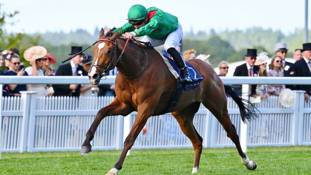 Champion Stakes Beckons For French Sensation Calandagan Image 1