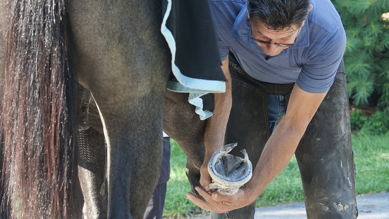 Hoof Care Maestro: Ian McKinlay's Winning Touch Image 1