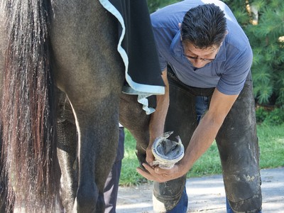 Hoof Care Maestro: Ian McKinlay's Winning Touch Image 1