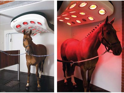 Equine Light Therapy: Racing Ahead Image 1