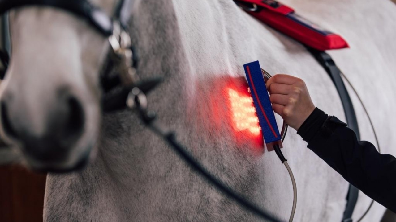 Equine Light Therapy: Racing Ahead Image 1