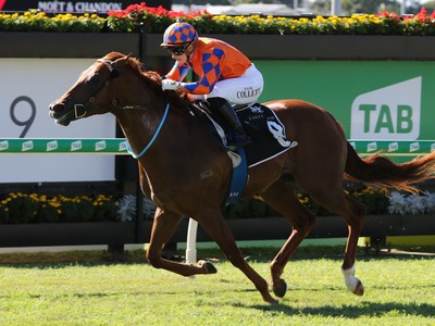 Speedy Johnny Rocker Primed For Gr.1 Moir Stakes Showdown Image 1