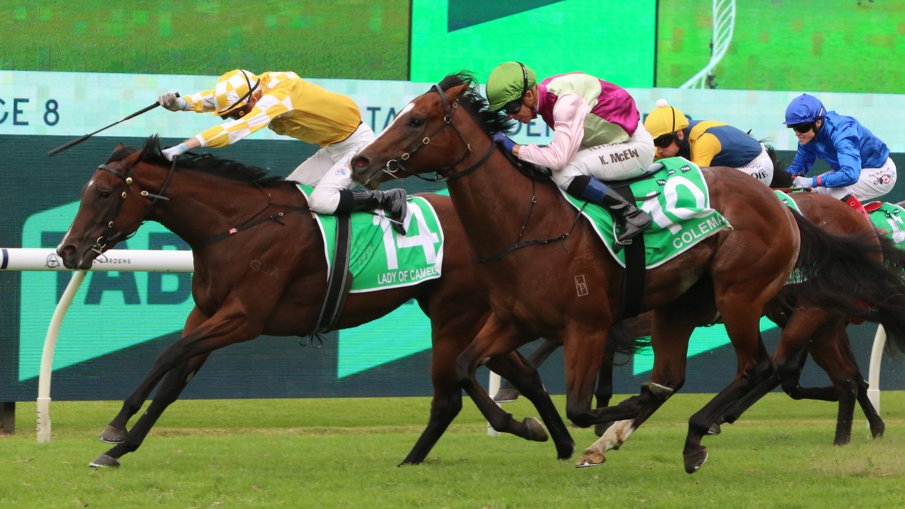 Preview- Moir Stakes Day At The Valley: Speed And Class On ... Image 1