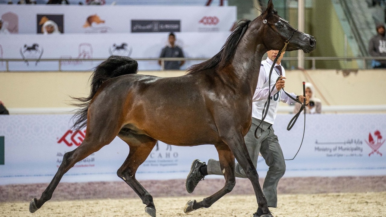 QERC Unveils Packed Arabian Horse Show Calendar For 2024-25 ... Image 1