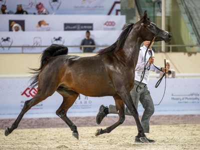 QERC Unveils Packed Arabian Horse Show Calendar For 2024-25 ... Image 1