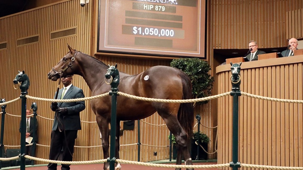 Colts Command Top Dollar At Keeneland September's Ninth ... Image 1