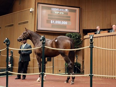 Colts Command Top Dollar At Keeneland September's Ninth ... Image 1