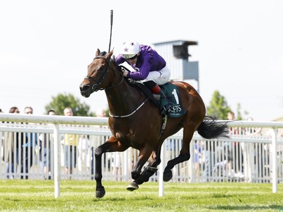 Bucanero Fuerte Primed For Ascot Challenge Image 1