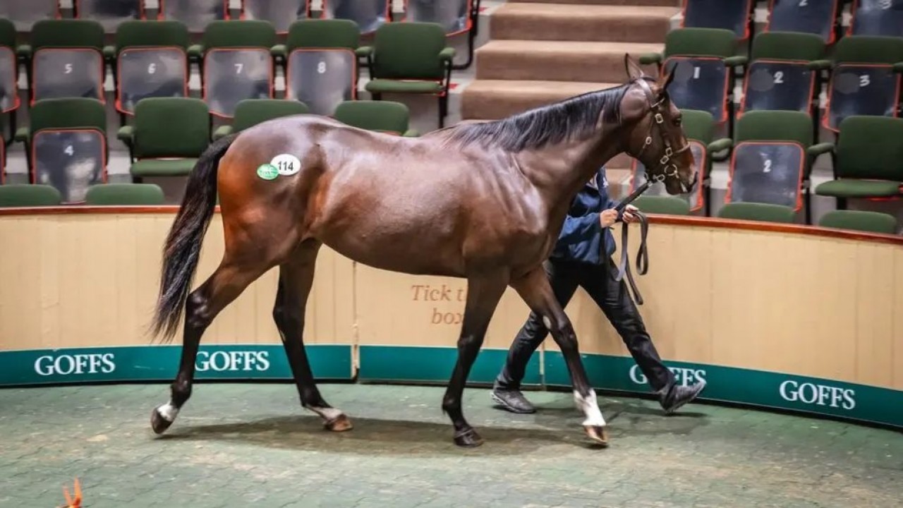 Middle East Delighted At Orby Offerings Image 1