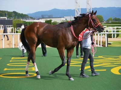 Record Japanese Entries for Breeders' Cup Image 1