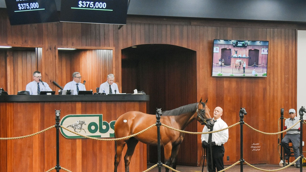 OBS October Yearling Sale Moved Forward Due To Storm Image 1