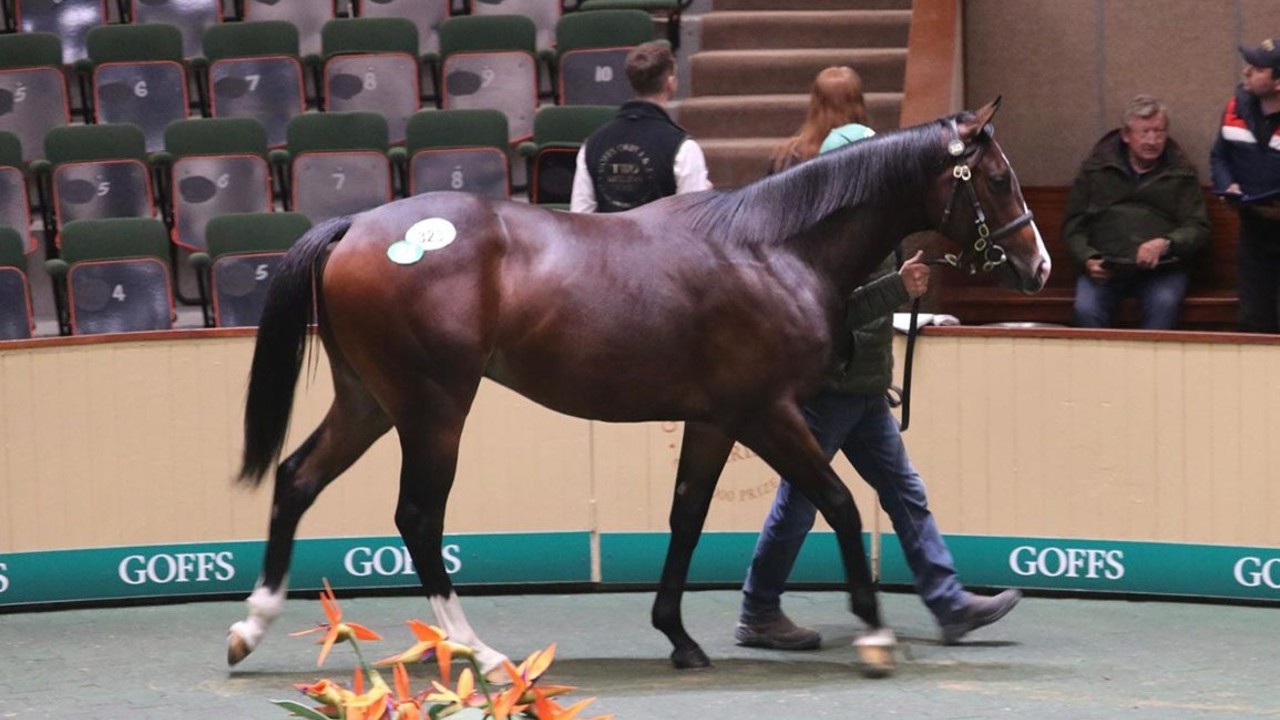 Review: Goffs Orby Sale 2024 Review Image 1