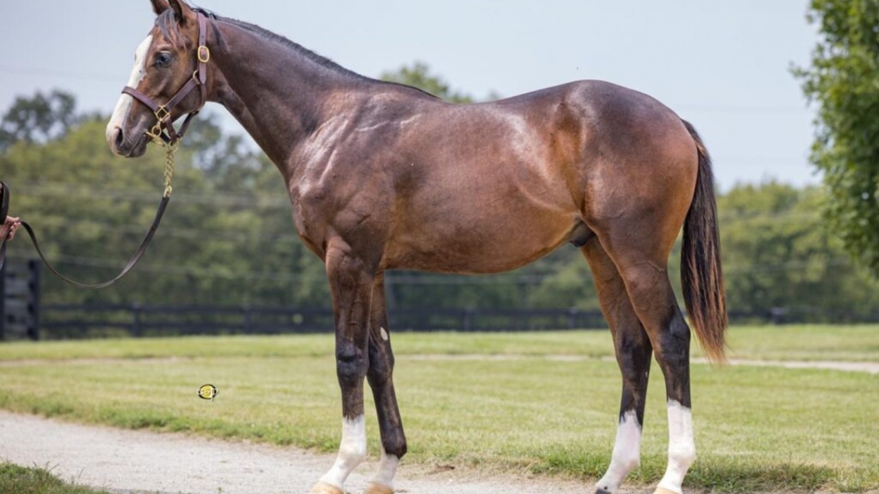 Complex Beauty Leads OBS October Trade Image 1