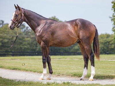 Complex Beauty Leads OBS October Trade Image 1