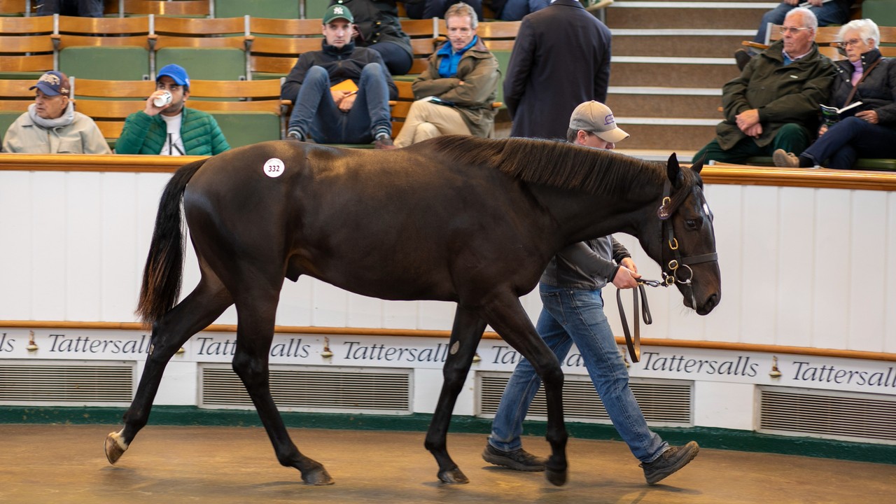 Wootton Bassett Colt Smashes European Yearling Record Image 1