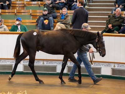 Wootton Bassett Colt Smashes European Yearling Record