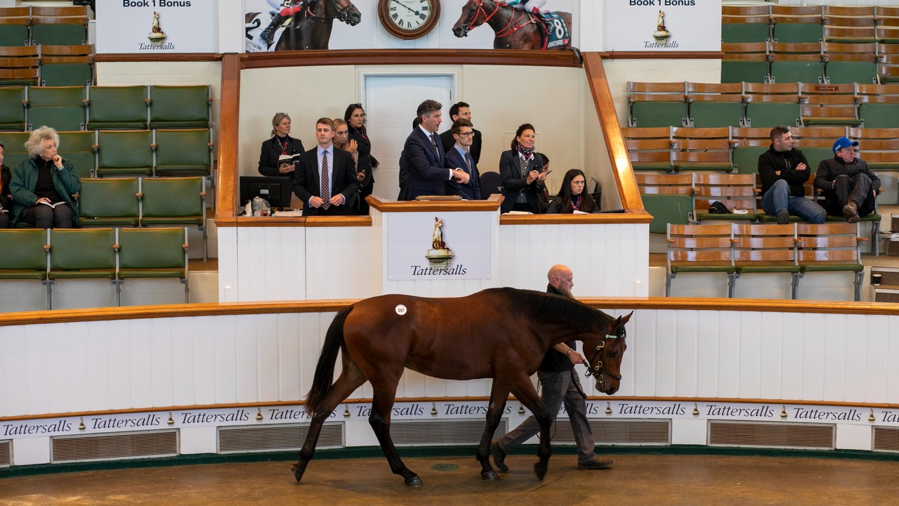 Sea The Stars' Progeny Fetches US$1.2m At Tattersalls Image 1