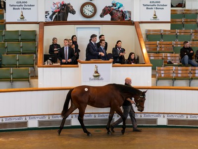 Sea The Stars' Progeny Fetches US$1.2m At Tattersalls