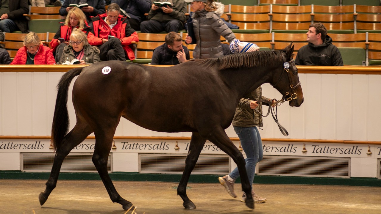 Buyers From Middle East Dominate Tattersalls Session Image 1