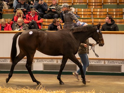 Buyers From Middle East Dominate Tattersalls Session Image 1