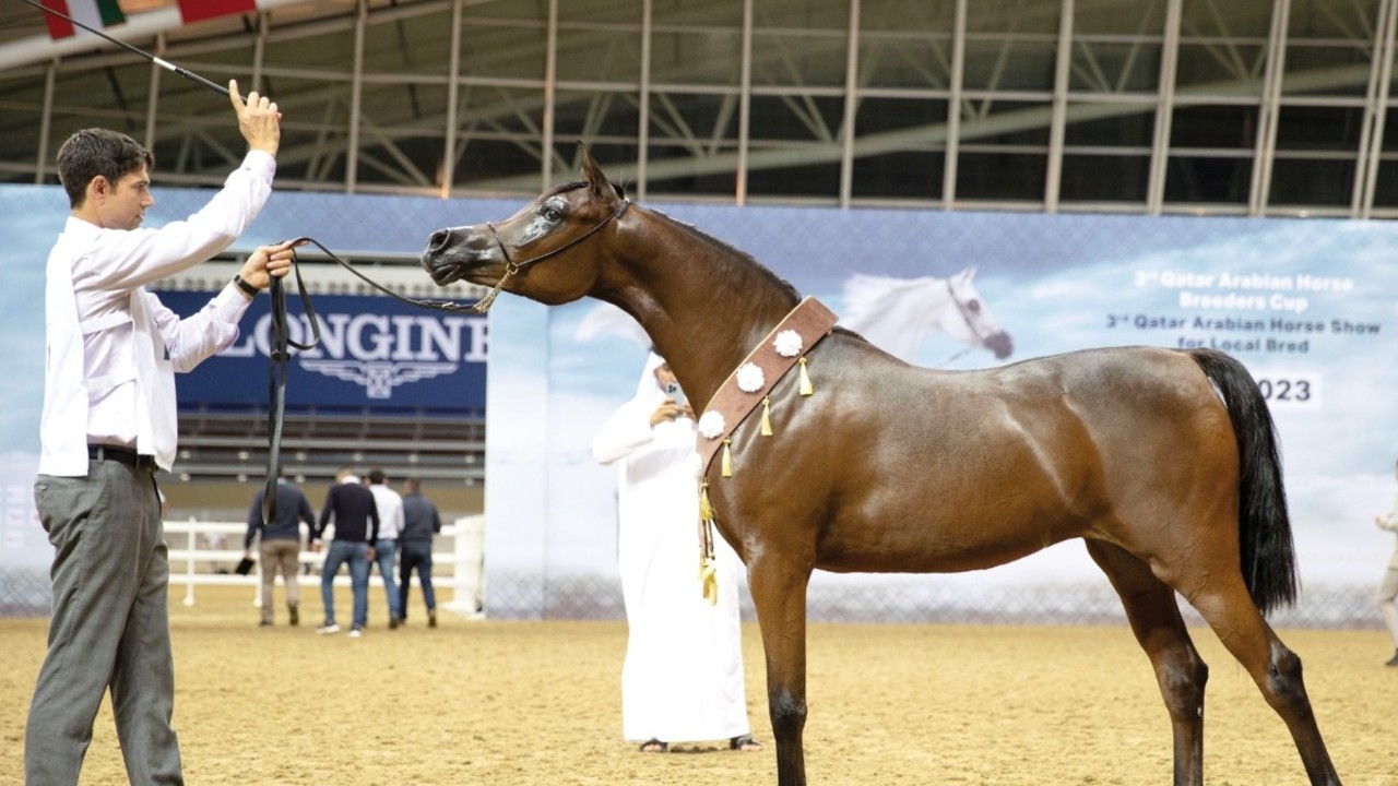 QREC's Breeders Cup And Local Bred Show Kickoff Image 1