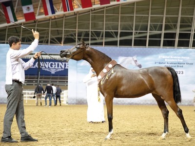 QREC's Breeders Cup And Local Bred Show Kickoff